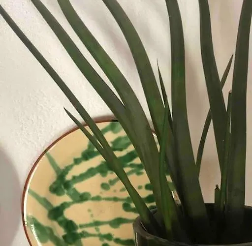 Casa Tranquila Barrada 別荘 アルコーティン