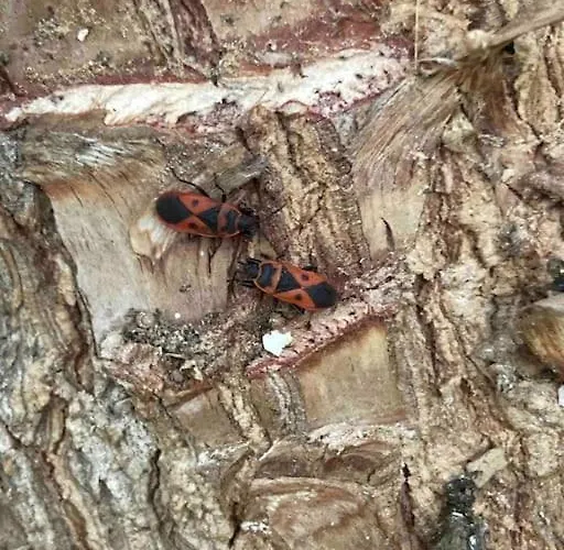 Casa Tranquila Barrada Hébergement de vacances Alcoutim