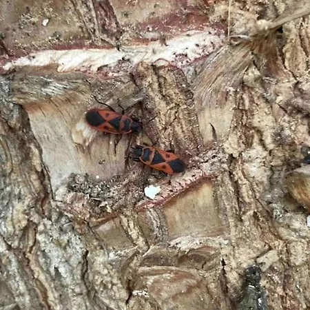 Casa Tranquila Barrada Nyaraló Alcoutim